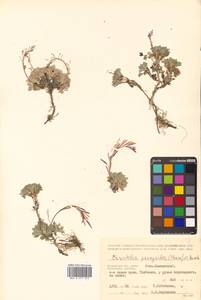 Christolea parryoides (Cham.) N. Busch, Siberia, Chukotka & Kamchatka (S7) (Russia)