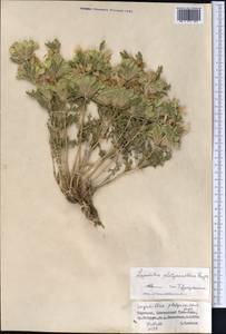 Lagochilus platyacanthus Rupr., Middle Asia, Northern & Central Tian Shan (M4) (Kyrgyzstan)