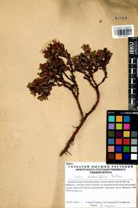 Salix berberifolia Pall., Siberia, Baikal & Transbaikal region (S4) (Russia)