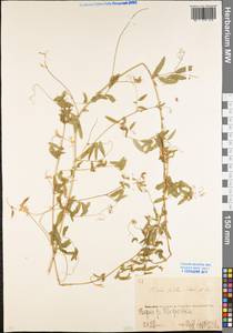 Vicia biennis L., Eastern Europe, Eastern region (E10) (Russia)