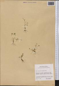 Ranunculus pygmaeus Wahlenb., America (AMER) (Greenland)