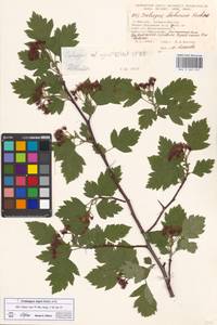 Crataegus nigra Waldst. & Kit., Eastern Europe, Moscow region (E4a) (Russia)