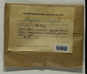 Ptychostomum wrightii (Sull. & Lesq.) J.R. Spence, Bryophytes, Bryophytes - Krasnoyarsk Krai, Tyva & Khakassia (B17) (Russia)