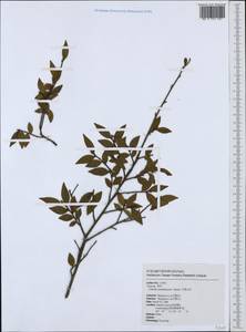 Camellia lutchuensis Ito ex Ito & Matsum., South Asia, South Asia (Asia outside ex-Soviet states and Mongolia) (ASIA) (Taiwan)
