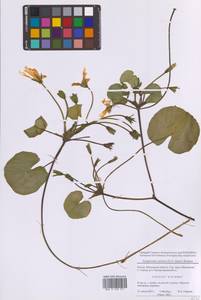 Nymphoides peltata (S.G.Gmel.) Kuntze, Eastern Europe, Moscow region (E4a) (Russia)