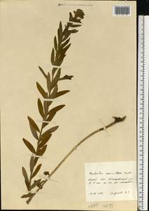 Euphorbia semivillosa (Prokh.) Krylov, Eastern Europe, Central forest-and-steppe region (E6) (Russia)