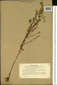 Artemisia scoparia Waldst. & Kit., Siberia, Central Siberia (S3) (Russia)