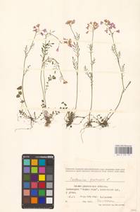 Cardamine pratensis L., Eastern Europe, West Ukrainian region (E13) (Ukraine)