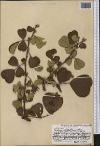 Rubus ellipticus Sm., America (AMER) (United States)