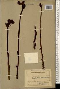 Diphelypaea coccinea (M. Bieb.) Nicolson, Caucasus, Armenia (K5) (Armenia)