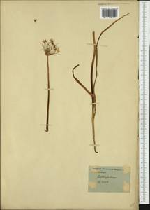 Allium subhirsutum L., Botanic gardens and arboreta (GARD) (Not classified)
