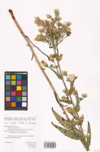 Picris hieracioides subsp. hieracioides, Eastern Europe, Central forest-and-steppe region (E6) (Russia)