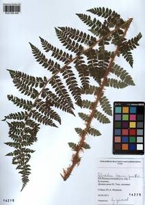 Polystichum braunii (Spenn.) Fée, Siberia, Altai & Sayany Mountains (S2) (Russia)