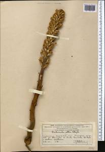 Orobanche alba Steph. ex Willd., Middle Asia, Western Tian Shan & Karatau (M3) (Kazakhstan)