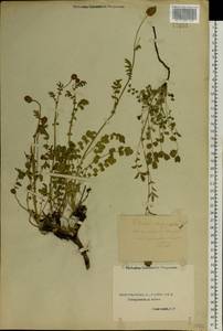 Poterium sanguisorba, Eastern Europe, Central forest-and-steppe region (E6) (Russia)