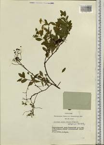 Spiraea media F. Schmidt, Siberia, Central Siberia (S3) (Russia)