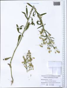 Erigeron canadensis L., Eastern Europe, Moscow region (E4a) (Russia)