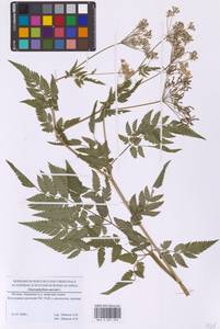 Chaerophyllum aureum L., Eastern Europe, Moscow region (E4a) (Russia)