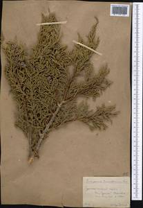 Juniperus pseudosabina Fisch. & C.A.Mey., Middle Asia, Pamir & Pamiro-Alai (M2) (Uzbekistan)