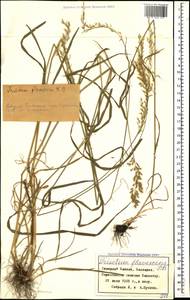 Trisetum flavescens (L.) P.Beauv., Caucasus, Stavropol Krai, Karachay-Cherkessia & Kabardino-Balkaria (K1b) (Russia)