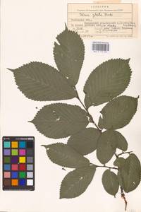 Ulmus glabra Huds., Eastern Europe, Central forest-and-steppe region (E6) (Russia)