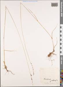 Lolium pratense (Huds.) Darbysh., Siberia, Western (Kazakhstan) Altai Mountains (S2a) (Kazakhstan)