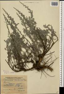 Artemisia lercheana Weber ex Stechm., Caucasus, Dagestan (K2) (Russia)