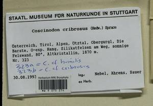 Coscinodon cribrosus (Hedw.) Spruce, Bryophytes, Bryophytes - Western Europe (BEu) (Austria)