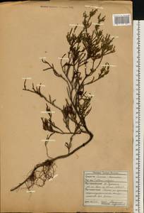 Calluna vulgaris (L.) Hull, Eastern Europe, Northern region (E1) (Russia)