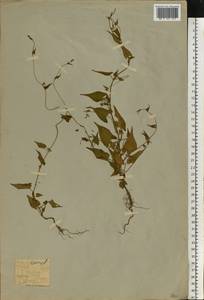 Fallopia convolvulus (L.) Á.Löve, Eastern Europe, Moscow region (E4a) (Russia)