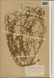 Bassia hyssopifolia (Pall.) Kuntze, South Asia, South Asia (Asia outside ex-Soviet states and Mongolia) (ASIA) (Turkey)
