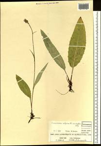 Saussurea alpina (L.) DC., Siberia, Altai & Sayany Mountains (S2) (Russia)