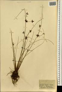 Cyperus, Africa (AFR) (Guinea)