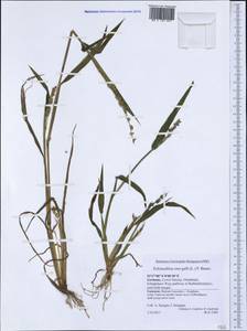 Echinochloa crus-galli (L.) P.Beauv., Western Europe (EUR) (Germany)