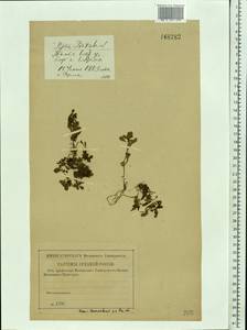 Lythrum portula (L.) D. A. Webb, Eastern Europe, Central region (E4) (Russia)