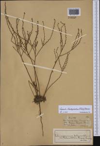 Lappula brachycentra (Ledeb.) Gürke, Middle Asia, Muyunkumy, Balkhash & Betpak-Dala (M9) (Kazakhstan)
