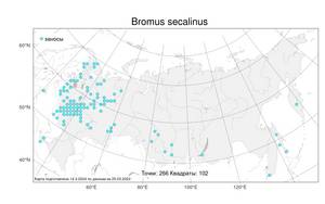 Bromus secalinus L., Atlas of the Russian Flora (FLORUS) (Russia)