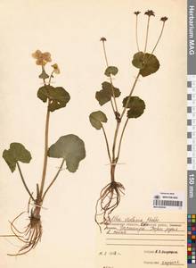 Caltha palustris var. sibirica Regel, Siberia, Chukotka & Kamchatka (S7) (Russia)