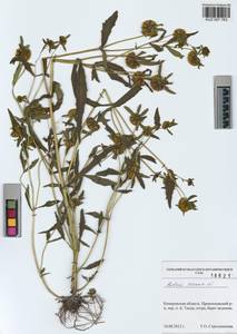 Bidens cernua L., Siberia, Altai & Sayany Mountains (S2) (Russia)