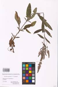 MHA 0 160 890, Veronica spicata × incana, Eastern Europe, Western region (E3) (Russia)