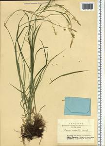 Carex arnellii Christ ex Scheutz, Siberia, Altai & Sayany Mountains (S2) (Russia)