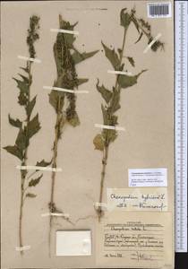 Chenopodiastrum hybridum (L.) S. Fuentes, Uotila & Borsch, Middle Asia, Western Tian Shan & Karatau (M3) (Uzbekistan)