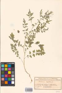 Cardamine impatiens L., Eastern Europe, Moscow region (E4a) (Russia)