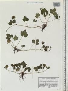 Potentilla indica (Andr.) Wolf, Eastern Europe, Central forest-and-steppe region (E6) (Russia)