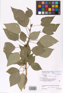 Populus tremuloides Michx., Eastern Europe, Central region (E4) (Russia)