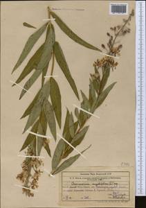 Chamaenerion angustifolium (L.) Scop., Middle Asia, Western Tian Shan & Karatau (M3) (Uzbekistan)