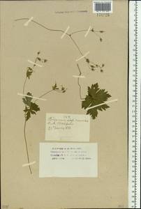 Geranium albiflorum Ledeb., Siberia, Altai & Sayany Mountains (S2) (Russia)