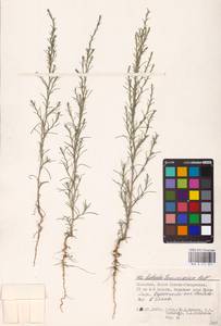 Salsola tamariscina Pall., Eastern Europe, Lower Volga region (E9) (Russia)