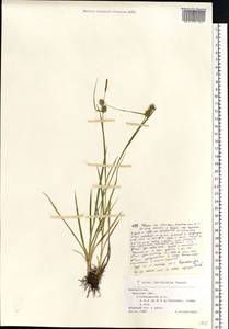 Carex lepidocarpa Tausch, Eastern Europe, Belarus (E3a) (Belarus)