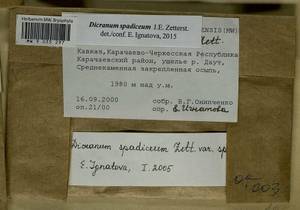 Dicranum spadiceum J.E. Zetterst., Bryophytes, Bryophytes - North Caucasus & Ciscaucasia (B12) (Russia)